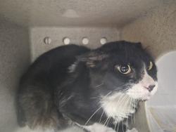 Shelter Stray Unknown Cat last seen , 11258 Garfield Ave, Downey, CA 90242, USA