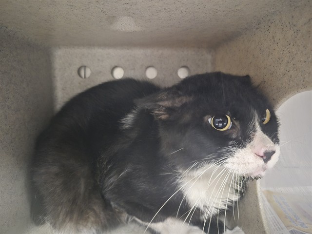 Shelter Stray Unknown Cat last seen , 11258 Garfield Ave, Downey, CA 90242, USA