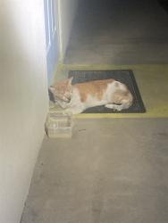 Shelter Stray Male Cat last seen Near BLK W. 19TH ST. LONG BEACH CA 90810, 7700 E Spring St, Long Beach, CA 90815, USA