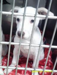 Shelter Stray Female Dog last seen , 2811 SE 29th St, Oklahoma City, OK 73129, USA