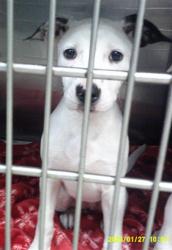Shelter Stray Female Dog last seen , 2811 SE 29th St, Oklahoma City, OK 73129, USA