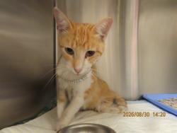 Shelter Stray Male Cat last seen BELL RD & 75TH AVE, 5501 E Van Buren St, Phoenix, AZ 85008, USA