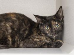 Shelter Stray Female Cat last seen 39TH AVE AND NORTHERN, 5501 E Van Buren St, Phoenix, AZ 85008, USA