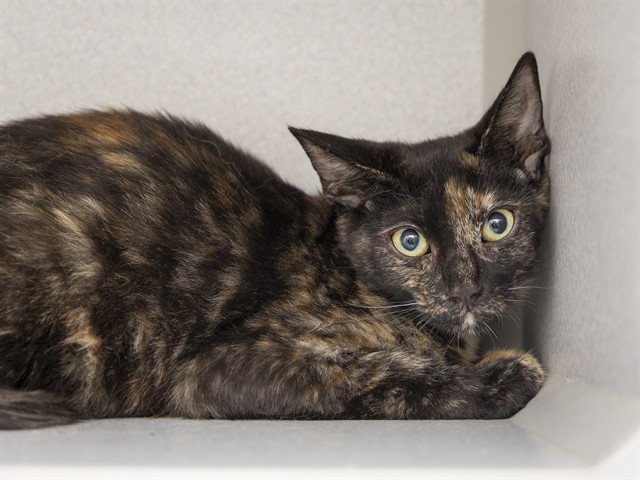Shelter Stray Female Cat last seen 39TH AVE AND NORTHERN, 5501 E Van Buren St, Phoenix, AZ 85008, USA