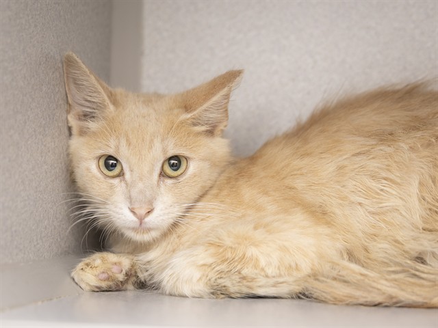 Shelter Stray Female Cat last seen 39TH AVE AND NORTHERN, 5501 E Van Buren St, Phoenix, AZ 85008, USA