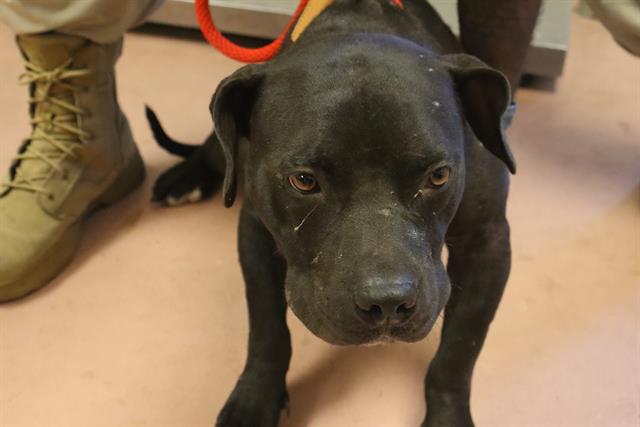Shelter Stray Male Dog last seen Near BLOCK BOYLSTON RD, 127 Humane Ln, Columbia, SC 29201, USA