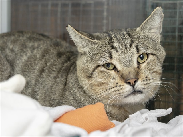 Shelter Stray Male Cat last seen 51ST AVE AND COCATKA ST, 5501 E Van Buren St, Phoenix, AZ 85008, USA