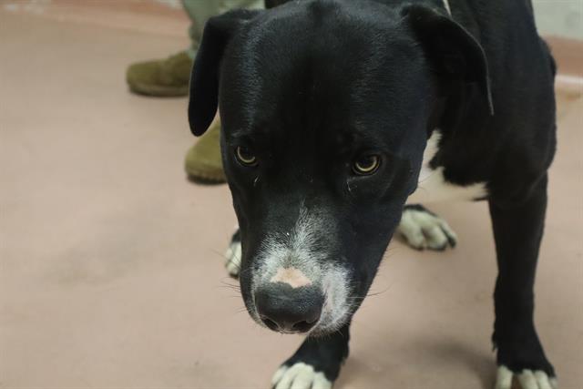 Shelter Stray Male Dog last seen Near BLOCK WYNETTE WAY, 127 Humane Ln, Columbia, SC 29201, USA