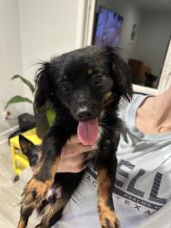 Found/Stray Male Dog last seen University Dr., Nacogdoches, TX 75965