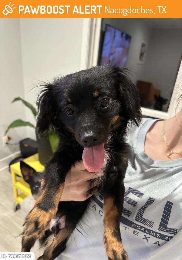 Found/Stray Male Dog last seen University Dr., Nacogdoches, TX 75965