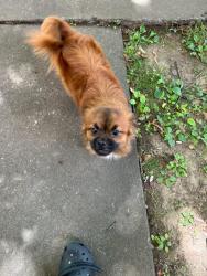Lost Male Dog last seen Oneida street, Utica, NY 13501