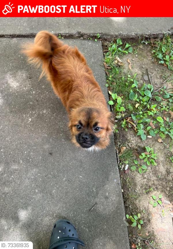 Lost Male Dog last seen Oneida street, Utica, NY 13501