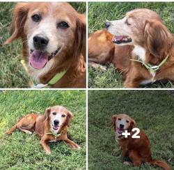 Found/Stray Female Dog last seen Seen go-mart Kanawha City on 9-5-26, Charleston, WV 25304