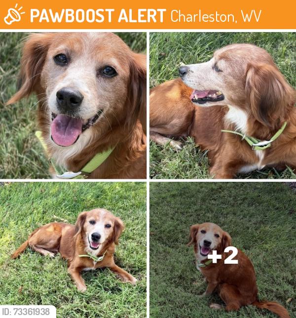 Found/Stray Female Dog last seen Seen go-mart Kanawha City on 9-5-26, Charleston, WV 25304