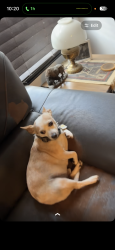 Lost Male Dog last seen Katy fort bend and porter rd at the mason creek hike and bike trail, Katy, TX 77493