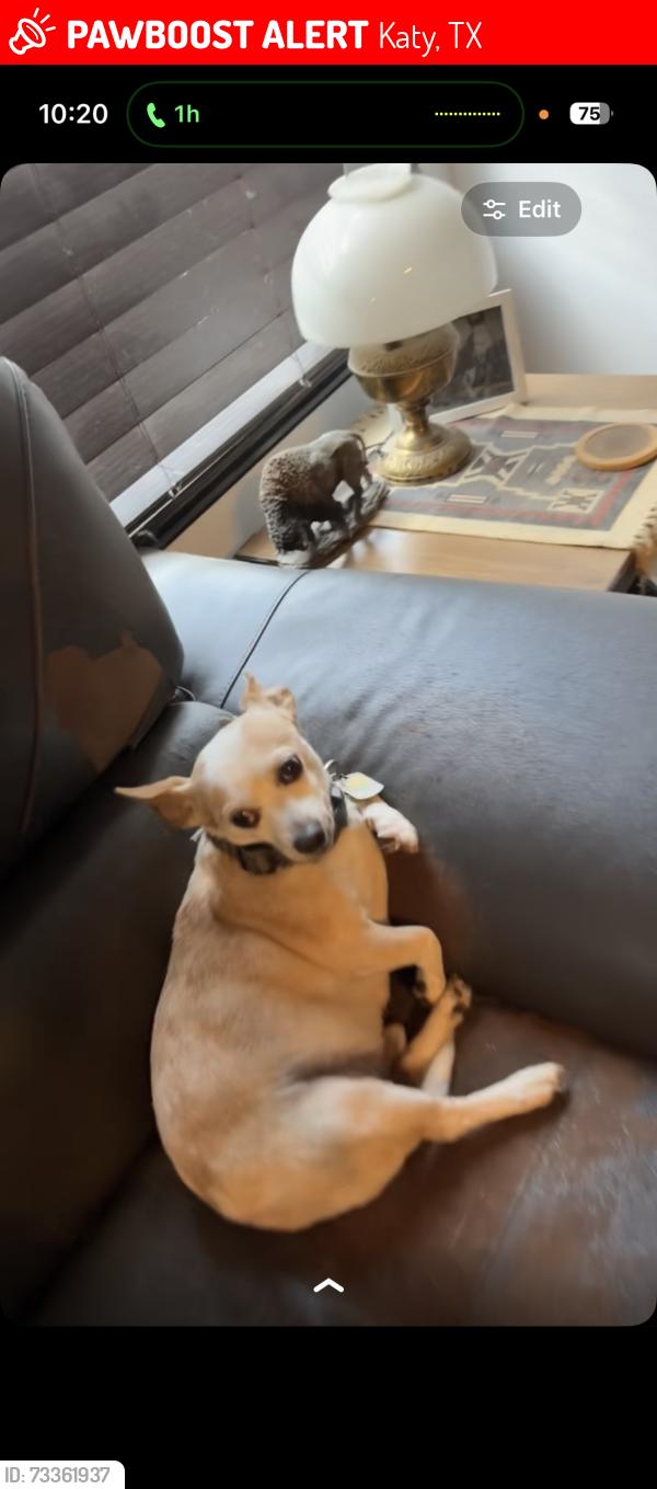 Lost Male Dog last seen Katy fort bend and porter rd at the mason creek hike and bike trail, Katy, TX 77493