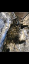 Lost Female Cat last seen Near Bow cyle, Calgary, AB T3B 1T7
