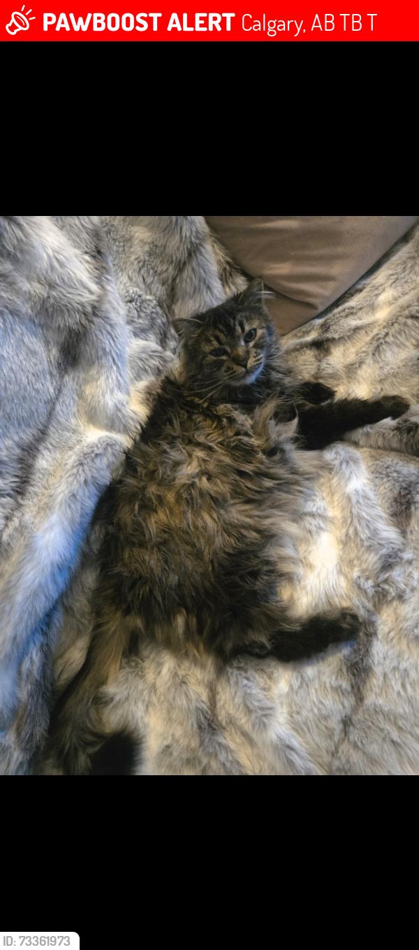 Lost Female Cat last seen Near Bow cyle, Calgary, AB T3B 1T7