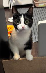 Lost Female Cat last seen Parking Lot Tree, Chicago, IL 60616