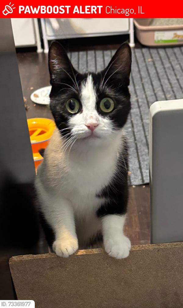 Lost Female Cat last seen Parking Lot Tree, Chicago, IL 60616