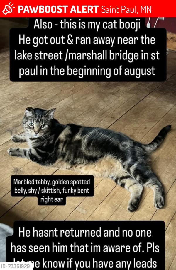 Lost Male Cat last seen Marshall Ave / Lake Street Bridge between Minneapolis and St Paul, Saint Paul, MN 55104