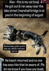 Lost Male Cat last seen Marshall Ave / Lake Street Bridge between Minneapolis and St Paul, Saint Paul, MN 55104