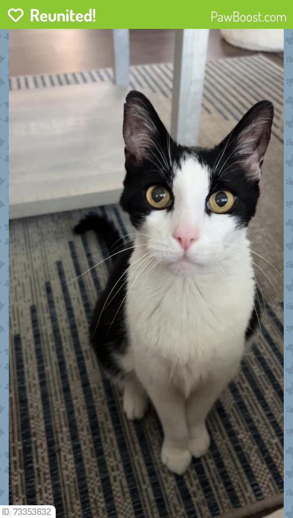 Reunited Male Cat last seen Marshall Ave, San Bernardino, CA 92405