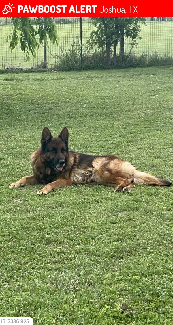 Lost Male Dog last seen CR 913, Joshua, TX 76058