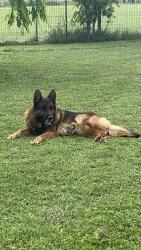 Lost Male Dog last seen CR 913, Joshua, TX 76058