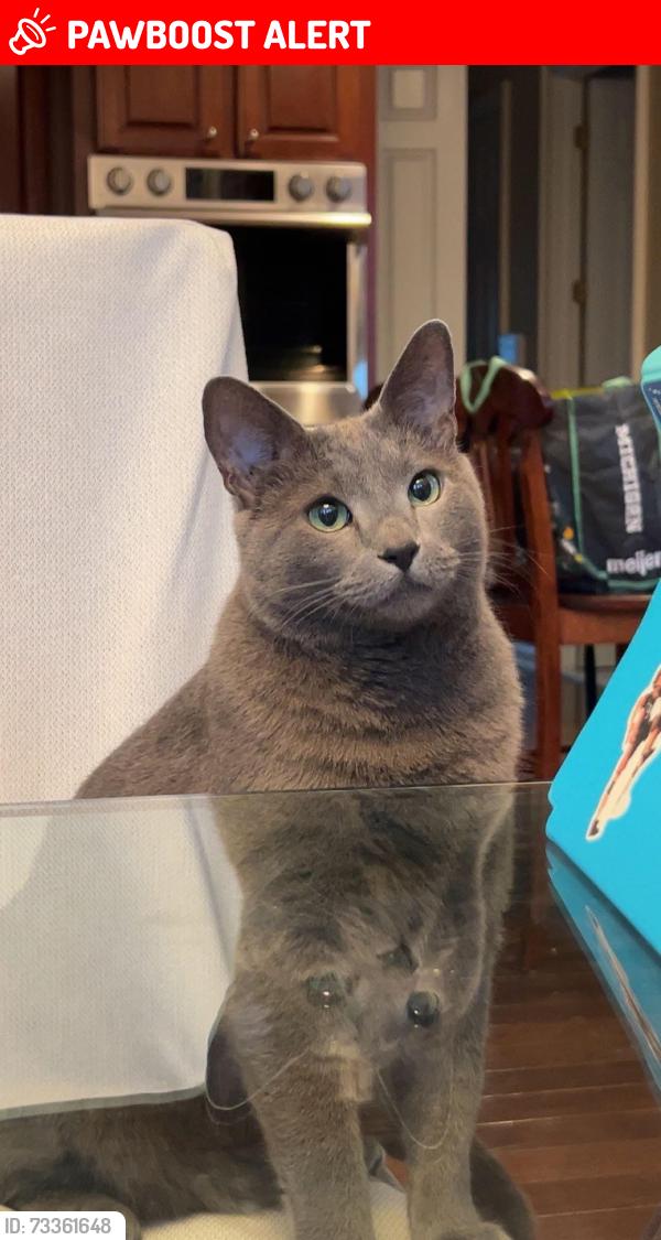 Lost Male Cat last seen Gunn and Adams, near Delta Kelly Elementary school, Oakland Township, MI 48363