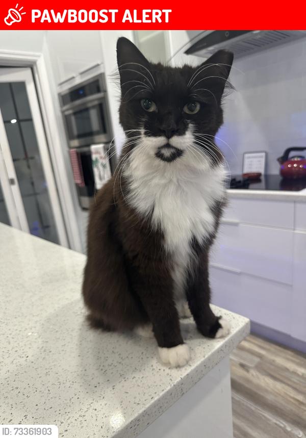 Lost Male Cat last seen Milburn Ln, Boca Raton, Palm Beach County, FL 33498