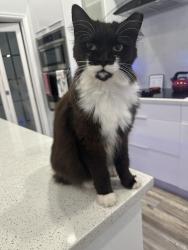 Lost Male Cat last seen Milburn Ln, Boca Raton, Palm Beach County, FL 33498