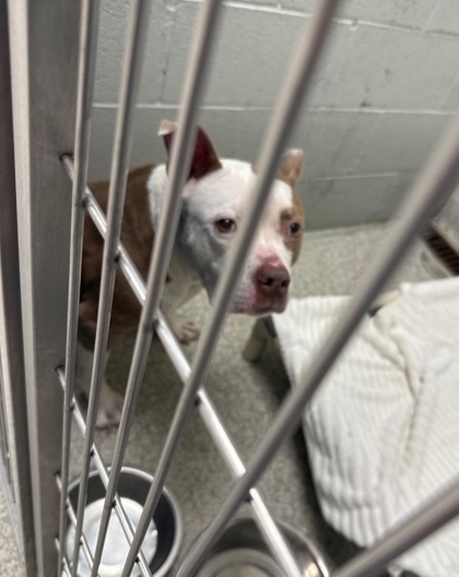 Shelter Stray Female Dog last seen Monument St and Linwood Ave., 21205, MD, 2490 Giles Rd, Baltimore, MD 21225, USA