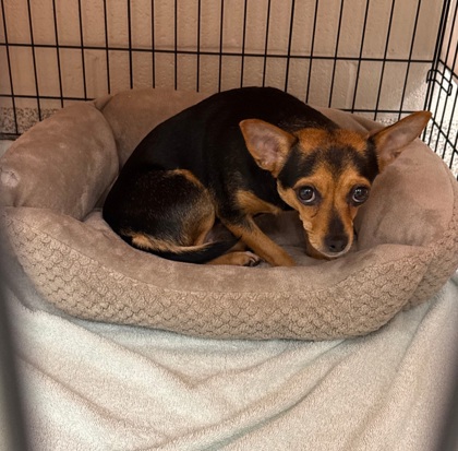 Shelter Stray Male Dog last seen Near Oxford ct, 21201, MD, 2490 Giles Rd, Baltimore, MD 21225, USA