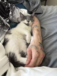 Lost Male Cat last seen Ramblewood, Wasaga Beach, ON 
