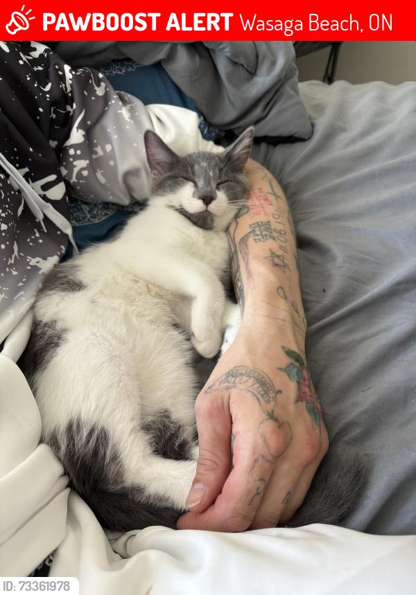 Lost Male Cat last seen Ramblewood, Wasaga Beach, ON 