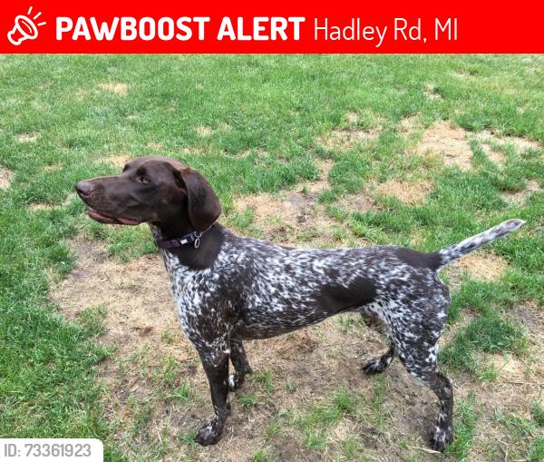 Lost Female Dog last seen Hadley and North Territorial Roaqds, Hadley Rd, MI 48137
