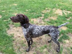 Lost Female Dog last seen Hadley and North Territorial Roaqds, Hadley Rd, MI 48137
