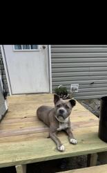 Lost Female Dog last seen Light Brindle/white neck, Knoxville, TN 37914