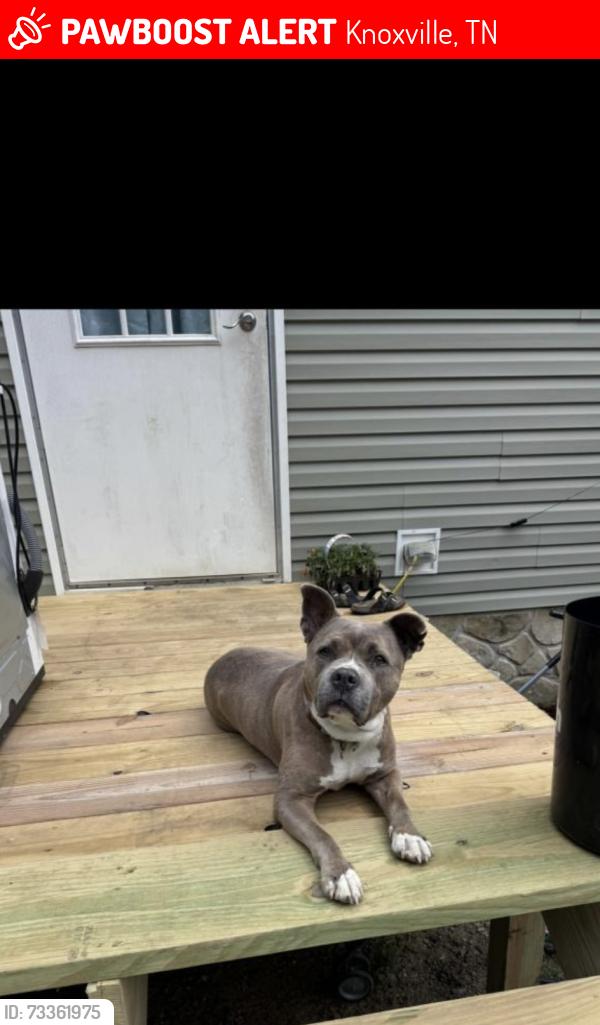 Lost Female Dog last seen Light Brindle/white neck, Knoxville, TN 37914