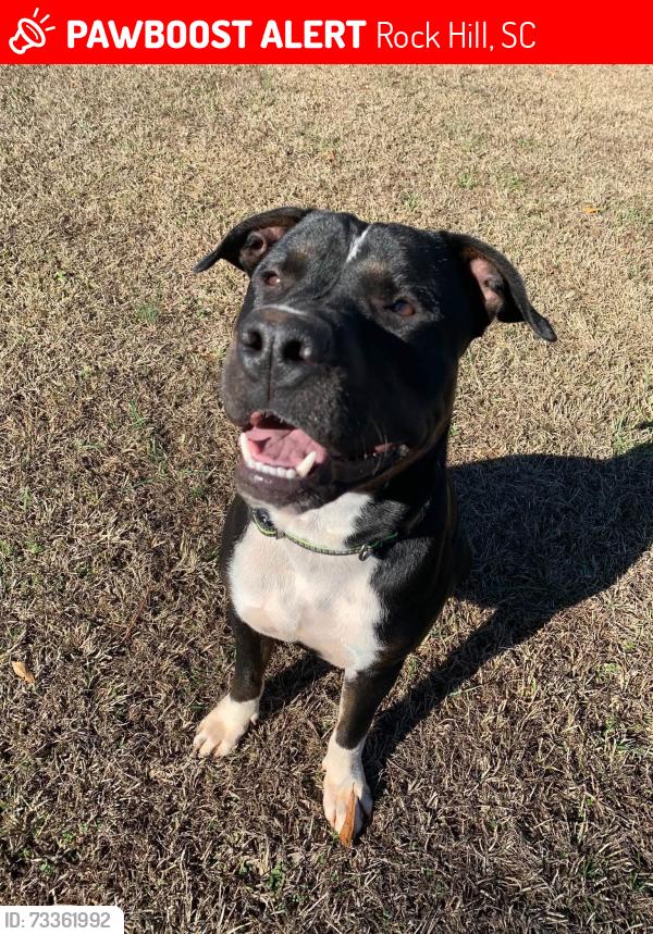 Lost Male Dog last seen Near steele village rd, Rock Hill, SC 29730