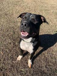 Lost Male Dog last seen Near steele village rd, Rock Hill, SC 29730