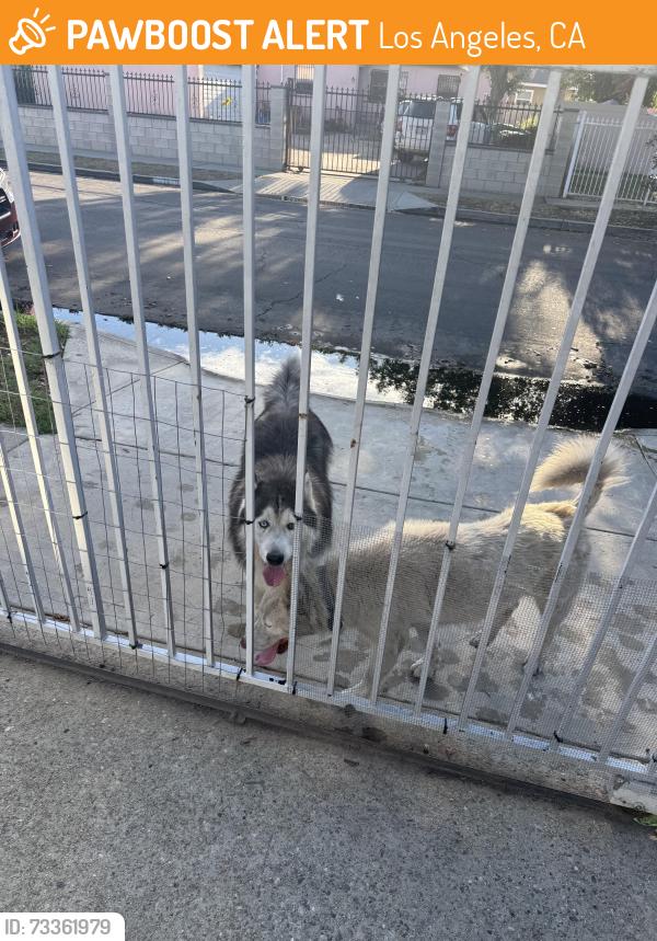 Found/Stray Female Dog last seen 120th and stanford, Los Angeles, CA 90059