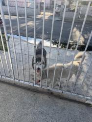 Found/Stray Female Dog last seen 120th and stanford, Los Angeles, CA 90059