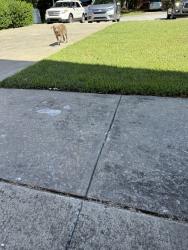 Found/Stray Male Dog last seen Lee street school, Jonesboro, GA 30236