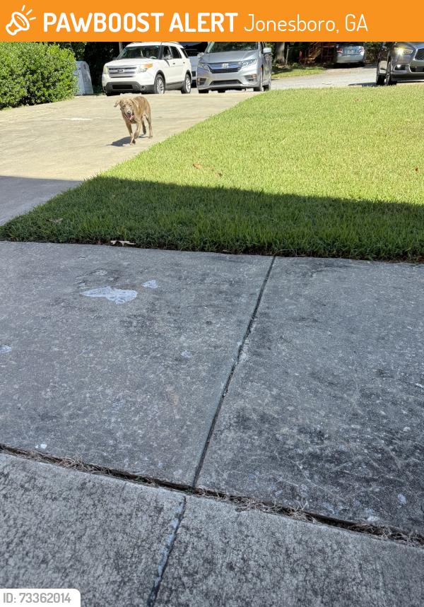 Found/Stray Male Dog last seen Lee street school, Jonesboro, GA 30236