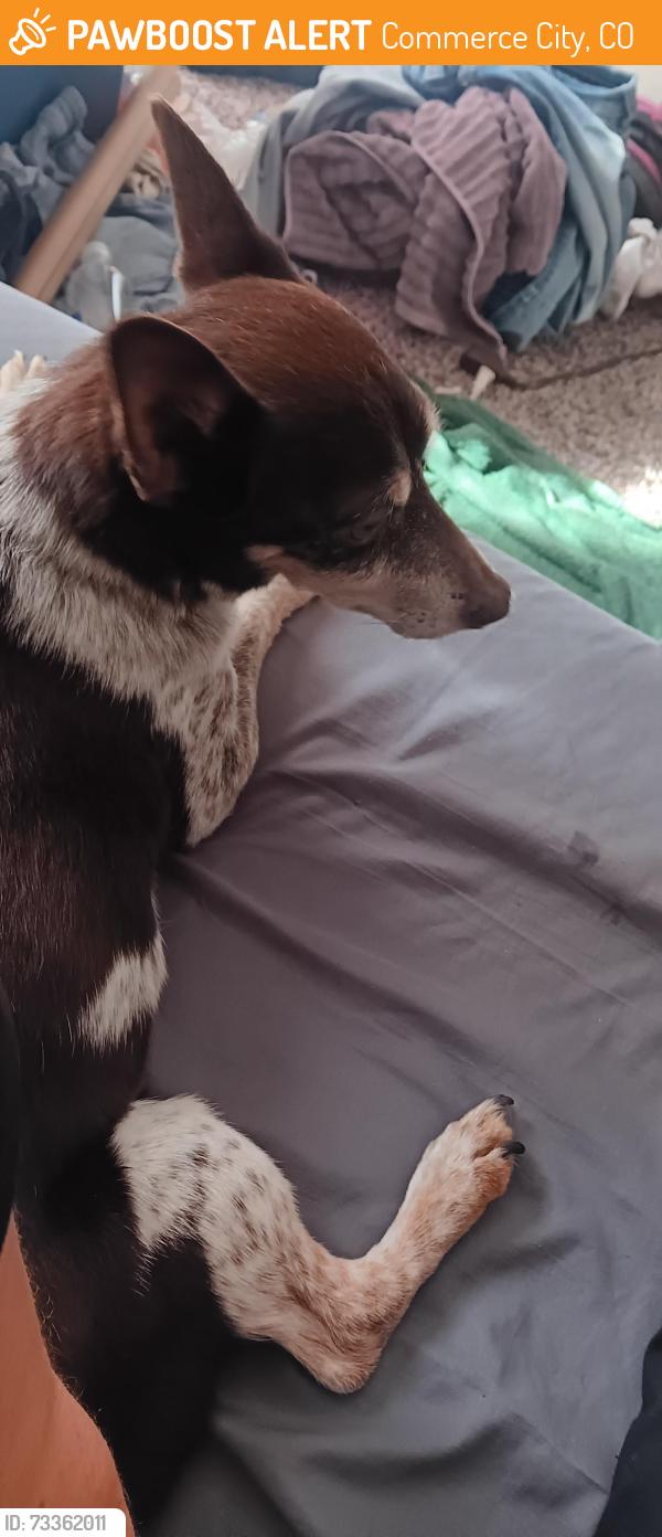 Found/Stray Male Dog last seen 80th, Commerce City, CO 80022