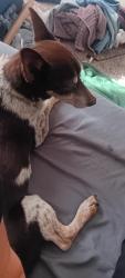 Found/Stray Male Dog last seen 80th, Commerce City, CO 80022
