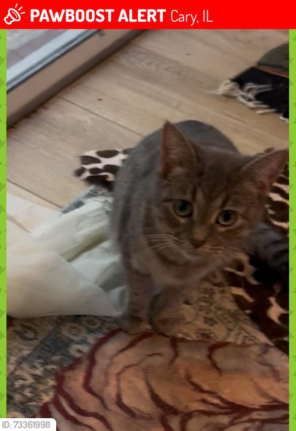 Lost Female Cat last seen Near the Park in Bright Oaks Neighborhood behind the Jewel, Cary, IL 60013