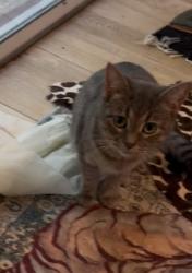Lost Female Cat last seen Near the Park in Bright Oaks Neighborhood behind the Jewel, Cary, IL 60013
